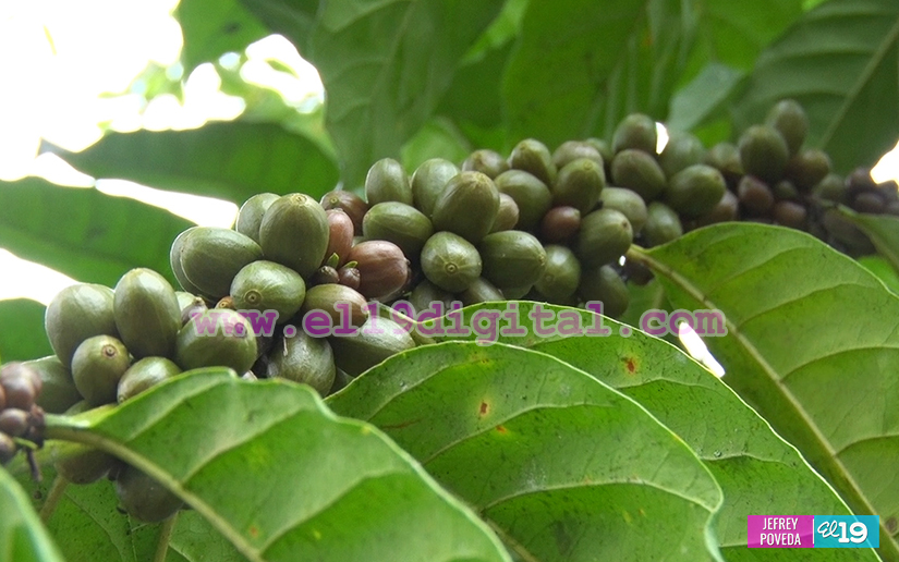 finca